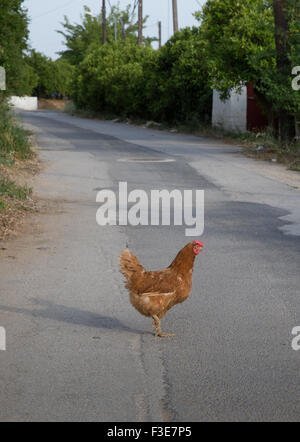 Guide to chicken road